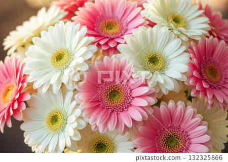 Close-up of delicate pink and white gerbera daisies in soft pastel tones. Summer garden flowers with fresh blooms for floral and nature concepts. 132325866
