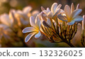Delicate White Flowers with Warm Sunlight and Soft Background in Nature Setting 132326025