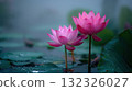 Serene Pink Lotus Flowers Blooming Over Calm Water Surrounded by Green Leaves 132326027