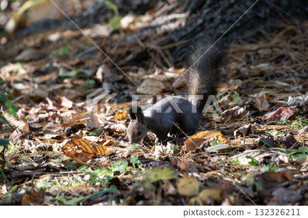 北海道松鼠在秋季森林裡忙碌地跑來跑去 132326211