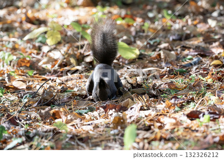 北海道松鼠在秋季森林裡忙碌地跑來跑去 132326212