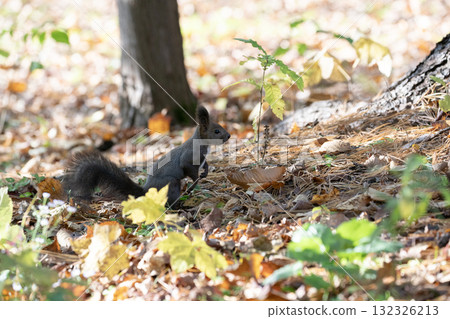 北海道松鼠在秋季森林裡忙碌地跑來跑去 132326213
