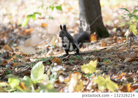 北海道松鼠在秋季森林裡忙碌地跑來跑去 132326214