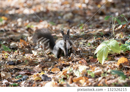北海道松鼠在秋季森林裡忙碌地跑來跑去 132326215