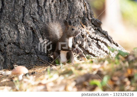 北海道松鼠在秋季森林裡忙碌地跑來跑去 北海道松鼠在秋季森林裡忙碌地跑來跑去 132326216