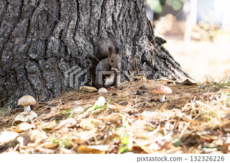 北海道松鼠在秋季森林裡忙碌地跑來跑去 北海道松鼠在秋季森林裡忙碌地跑來跑去 132326226