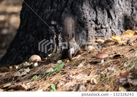 北海道松鼠在秋季森林裡忙碌地跑來跑去 132326243