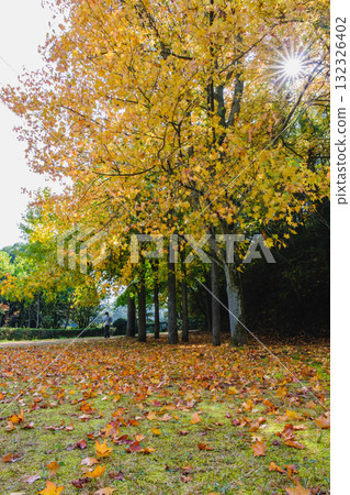 【深山公園】色彩繽紛的秋葉 132326402