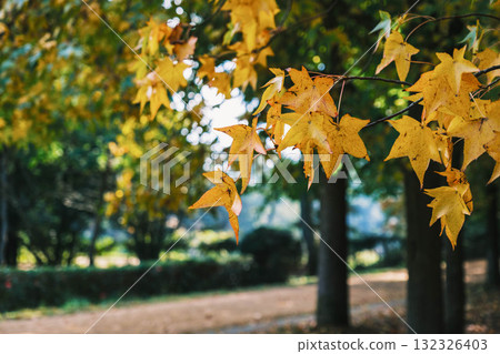 [Miyama Park] Colorful autumn leaves 132326403