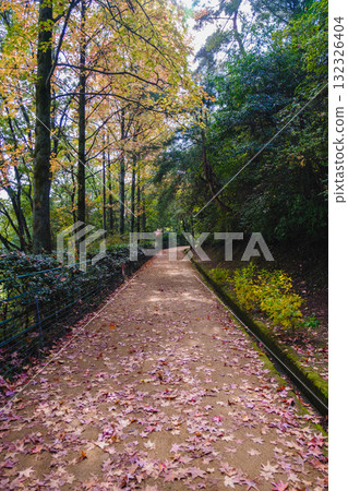 [Miyama Park] Colorful autumn leaves 132326404