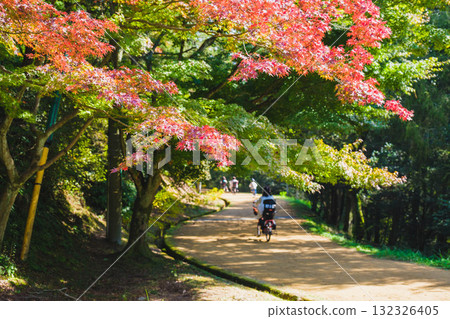 [Miyama Park] Colorful autumn leaves 132326405