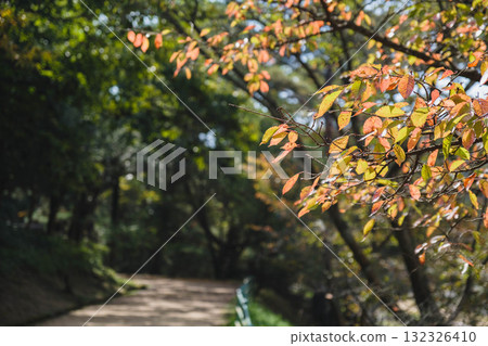 【深山公園】色彩繽紛的秋葉 132326410