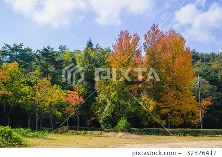 【深山公園】色彩繽紛的秋葉 【深山公園】色彩繽紛的秋葉 132326412