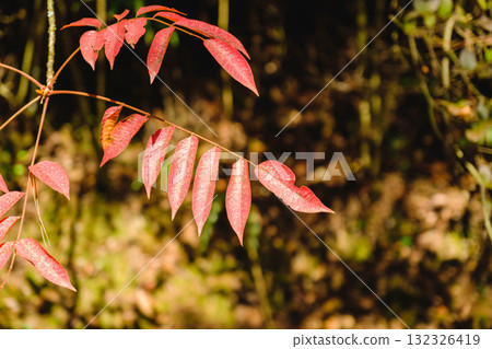 [Miyama Park] Colorful autumn leaves 132326419