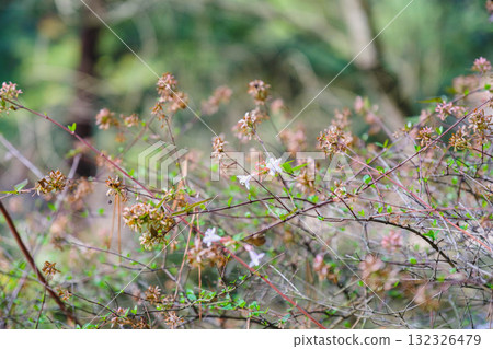 [Miyama Park] A park rich in nature 132326479