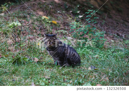 [Miyama Park] Cute cat 132326508