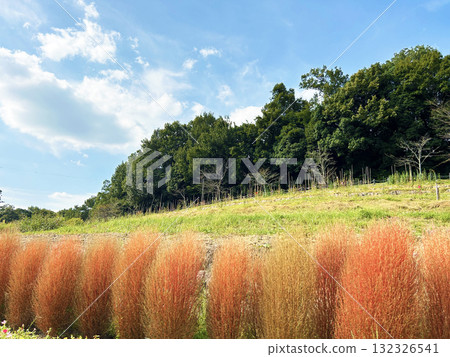 Colorful kokia Colorful kokia 132326541
