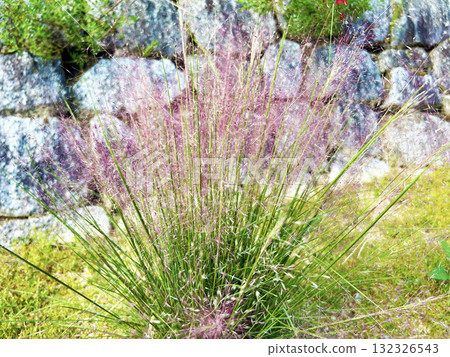 粉紅穆倫貝格花 132326543