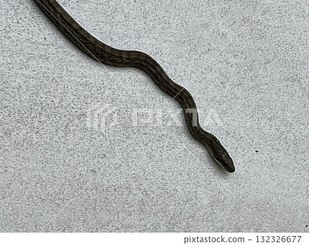 我加入了動物、食物和風景。 我加入了動物、食物和風景。 132326677