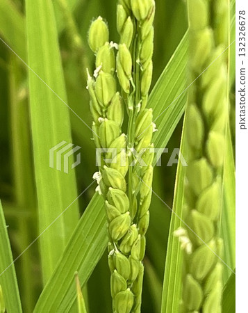 我加入了動物、食物和風景。 132326678