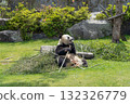 Panda to eat bamboo grass 132326779