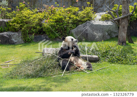 Panda to eat bamboo grass 132326779