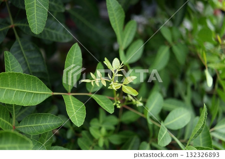 Pink perpercorns shoot. 132326893