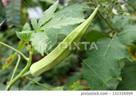 Single okra fruit on tree. Single okra fruit on tree. 132326894