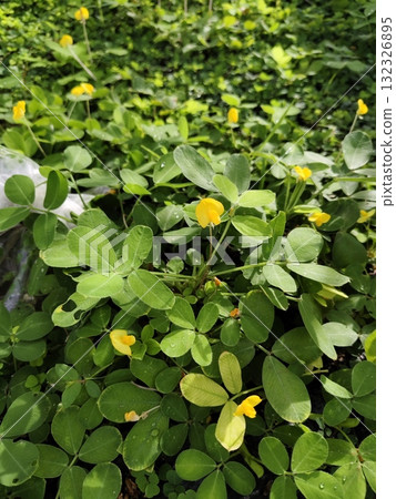 Rhizoma perennial peanut blooming in field. 132326895