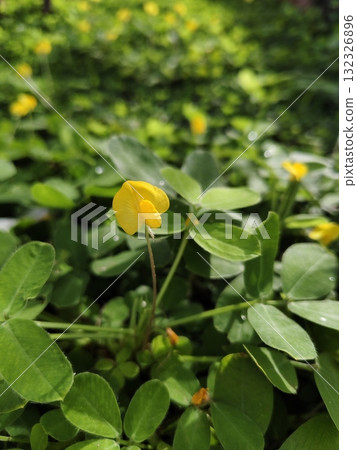 Close up Perennial peanut grass flower blooming. 132326896