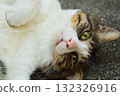 Italian stray cat 132326916