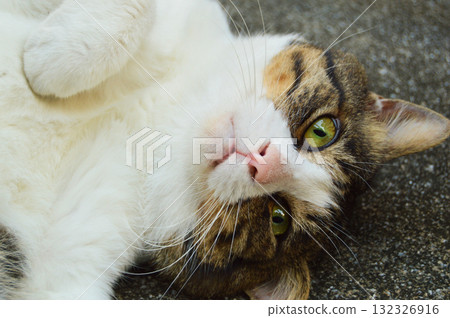 Italian stray cat Italian stray cat 132326916