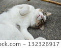 Italian stray cat 132326917