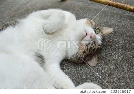 意大利流浪貓 132326917