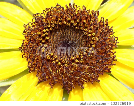 夏日花園裡盛開的向日葵_特寫 132326919