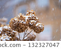 Snow falling on withered hydrangeas 132327047