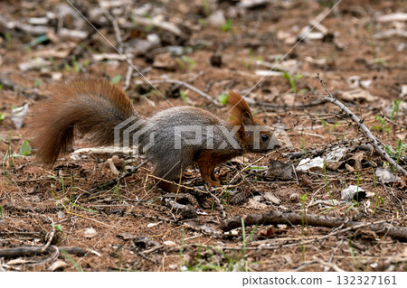 A gray squirrel with a red tail and ears in an autumn forest. A gray squirrel with a red tail and ears in an autumn forest. 132327161