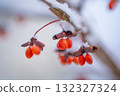 Red berries in the snowy winter 132327324