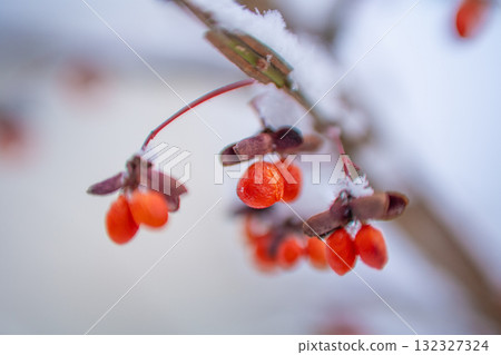 Red berries in the snowy winter 132327324
