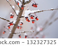 Red berries in the snowy winter 132327325