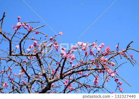 藍天下盛開的重瓣紅梅花[相模原市津久井 3月] 132327440