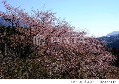 Kawazu cherry blossoms blooming on the mountain slope [Tsukui, Sagamihara City, March] 132327442