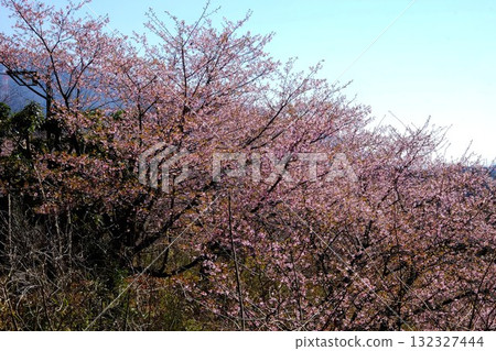 Kawazu cherry blossoms shining against the blue sky [Tsukui, Sagamihara City, March] 132327444