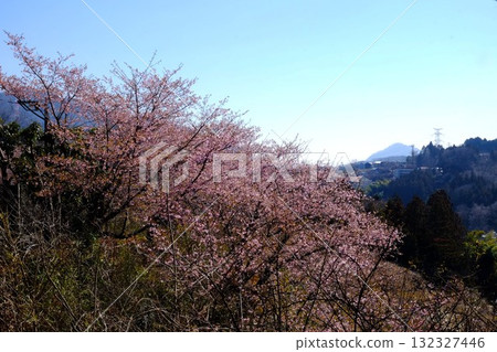 Kawazu cherry blossoms blooming on the mountain slopes [Tsukui, Sagamihara City, March] 132327446