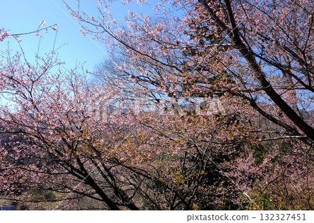 Kawazu cherry blossoms blooming in a grove of trees [Tsukui, Sagamihara City, March] 132327451
