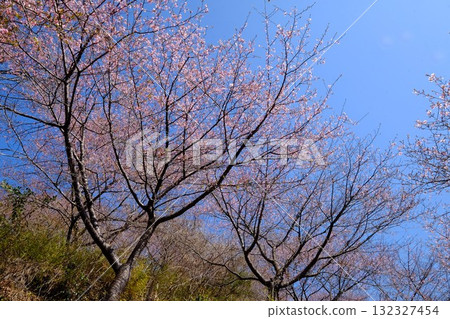 盛開的河津櫻花林 [相模原市津久井 3月] 132327454