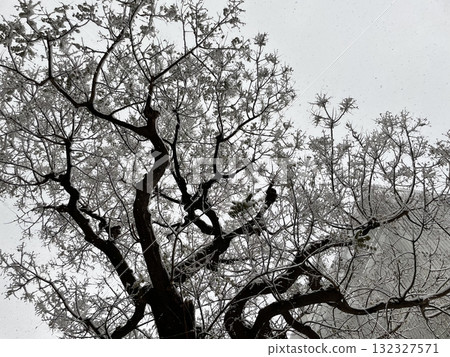 雪堆的樹枝 雪堆的樹枝 132327571