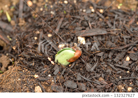 Germination of edamame Germination of edamame 132327627