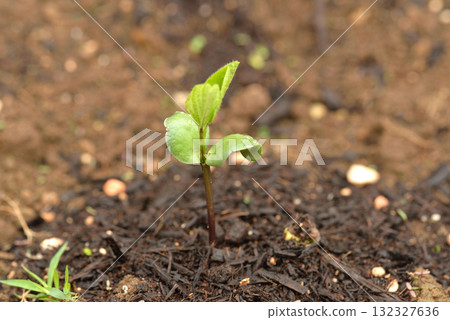 毛豆的發芽 132327636