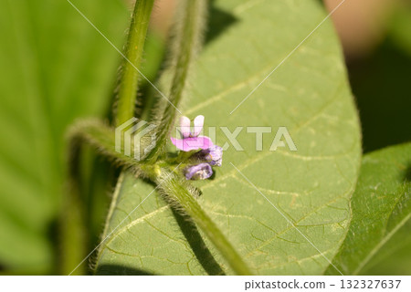Edamame Flowers Edamame Flowers 132327637
